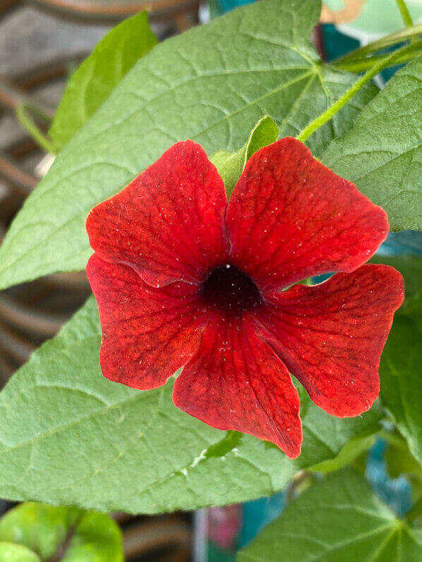 Suzanne aux yeux noirs, Thunbergia alata, plante grimpante, au printemps sur mon balcon parisien, Paris 19e (75)