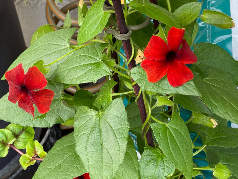 Suzanne aux yeux noirs, Thunbergia alata, plante grimpante, au printemps sur mon balcon parisien, Paris 19e (75)