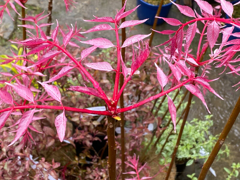 Lire la suite à propos de l’article Le rose éclatant de Toona sinensis ‘Flamingo’ au début du printemps