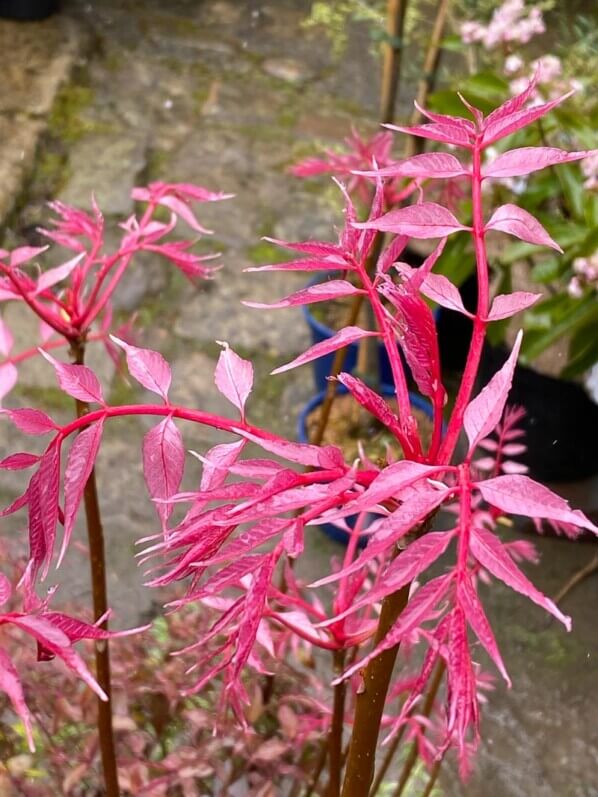 Toona sinensis 'Flamingo', Fête des Plantes printemps, Domaine de Saint-Jean de Beauregard, Saint-Jean de Beauregard (91), Essonne