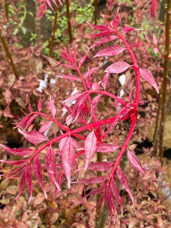 Toona sinensis 'Flamingo', Fête des Plantes printemps, Domaine de Saint-Jean de Beauregard, Saint-Jean de Beauregard (91), Essonne