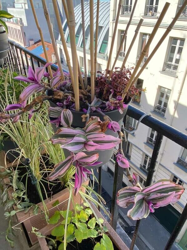 Au printemps sur mon balcon parisien, Paris 19e (75)