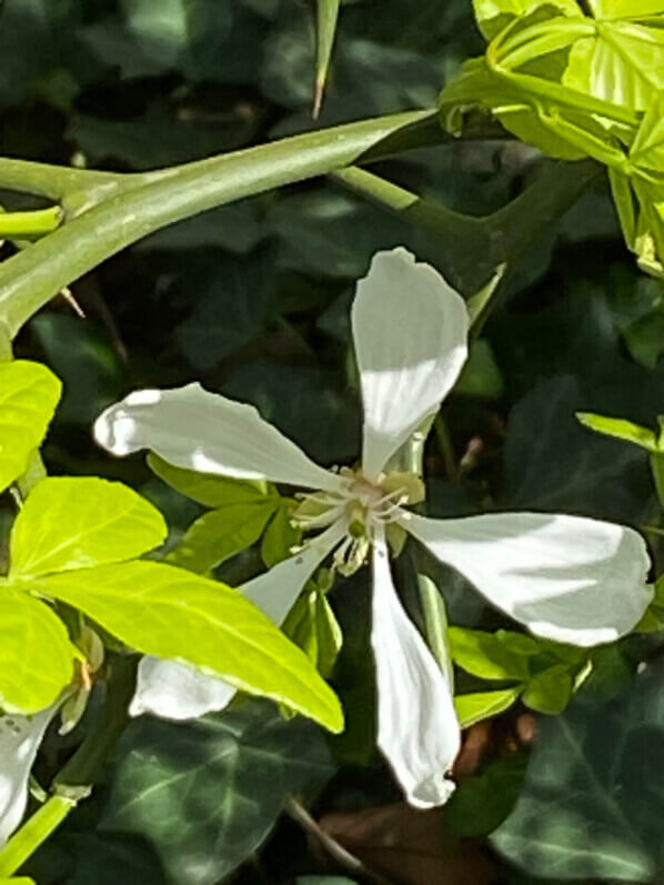 Fleur, floraison, Poncirus trifoliata, Paris 11e (75)