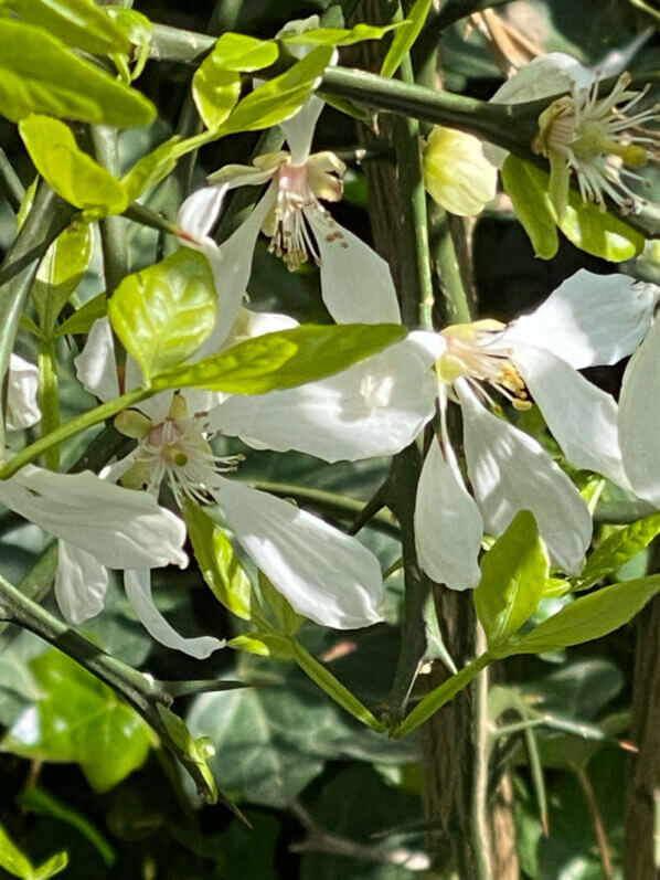 Fleur, floraison, Poncirus trifoliata, Paris 11e (75)