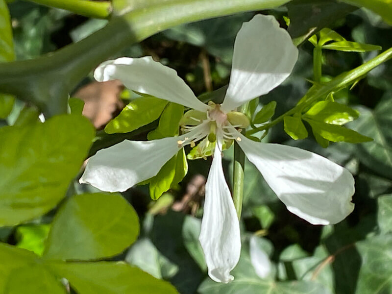 Fleur, floraison, Poncirus trifoliata, Paris 11e (75)