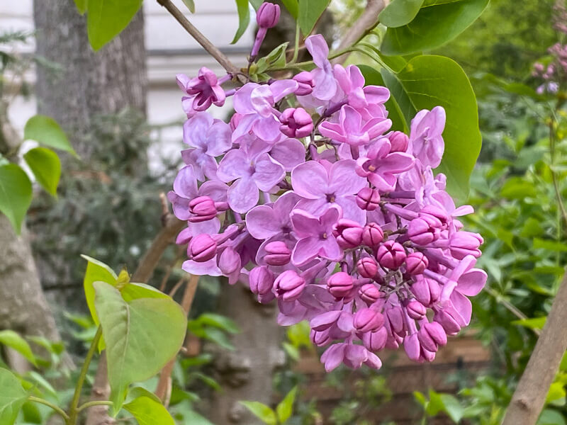 Lilas, Syringa vulgaris, arbuste, fleurs, Au début du printemps dans le jardin des Champs-Élysées, Paris 8e (75)