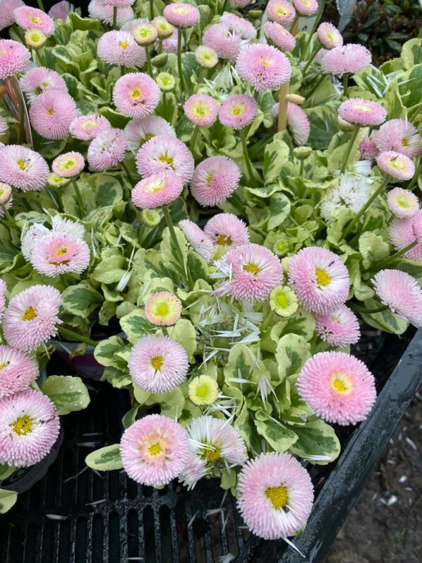 Pâquerette Bellipop, Bellis perennis, Fête des Plantes printemps, Domaine de Saint-Jean de Beauregard, Saint-Jean de Beauregard (91), Essonne