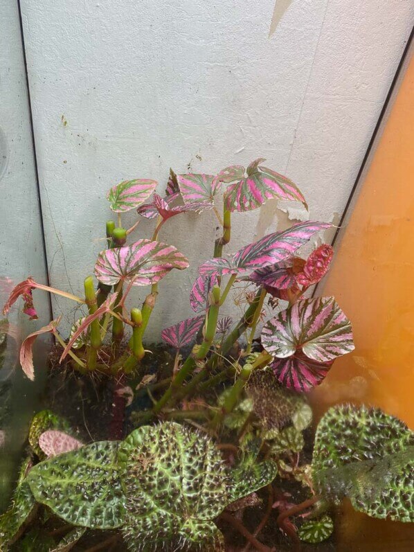 Begonia brevirimosa et B. ferox après une taille sévère, plante d'intérieur, terrarium, Paris 19e (75)