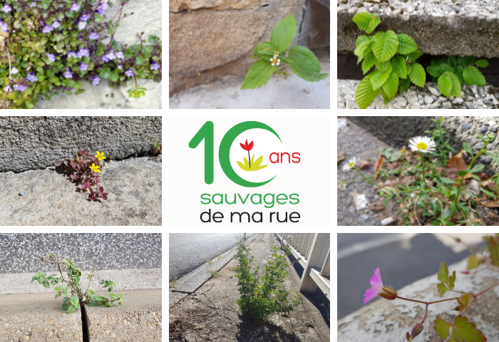 10 ans du programme de sciences participatives "Sauvages de ma rue"