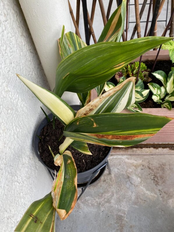 Potée d'Aspidistra à feuillage panaché au printemps sur mon balcon parisien, Paris 19e (75)