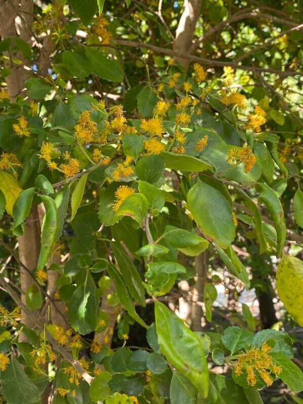 Azara dans le Jardin Nelson Mandela au printemps, Paris 1er (75)