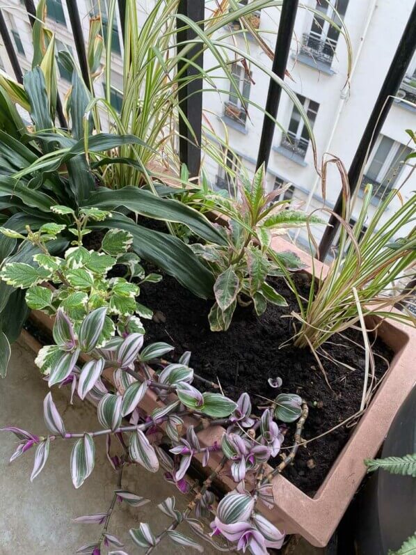 Au printemps sur mon balcon parisien, Paris 19e (75)