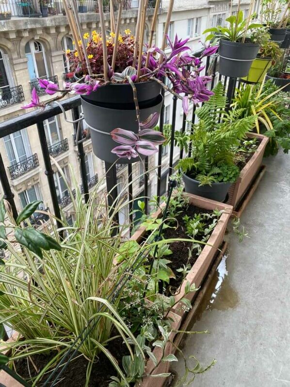 Au printemps sur mon balcon parisien, Paris 19e (75)