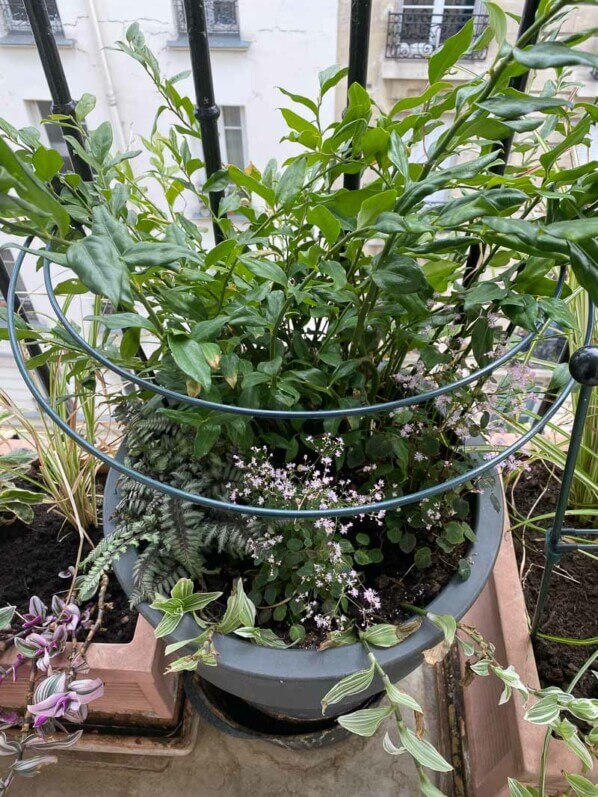 Au printemps sur mon balcon parisien, Paris 19e (75)