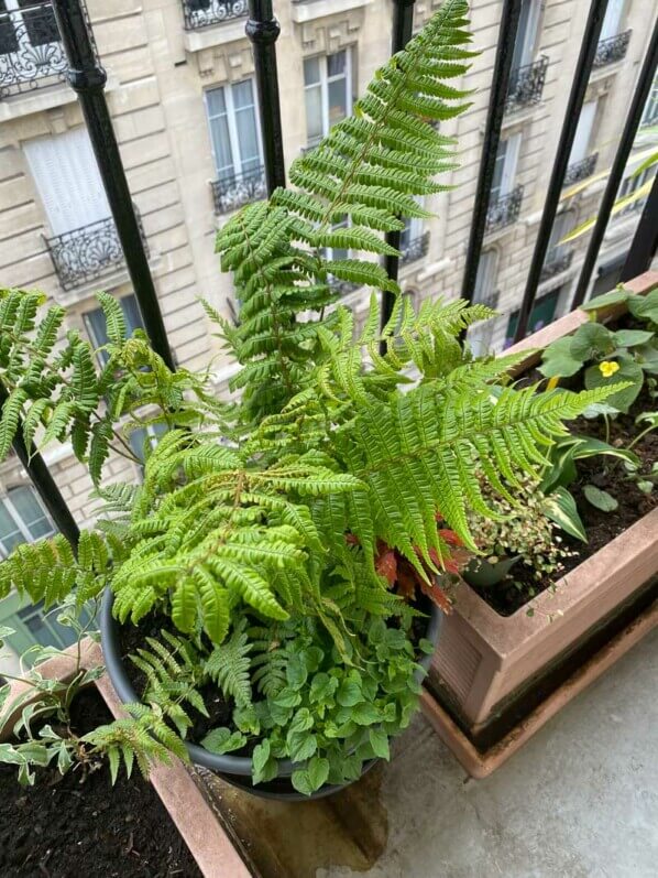 Au printemps sur mon balcon parisien, Paris 19e (75)