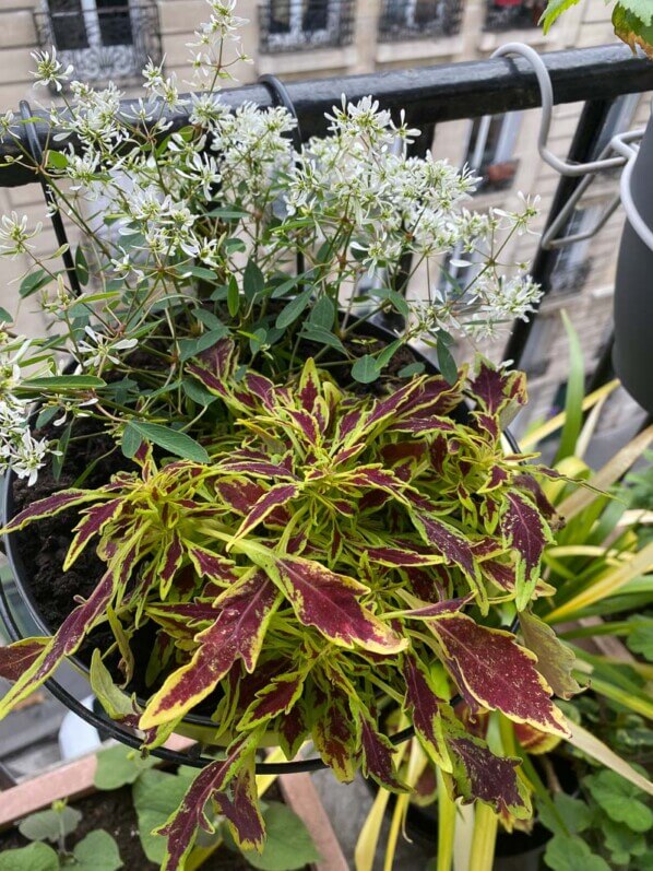 Au printemps sur mon balcon parisien, Paris 19e (75)