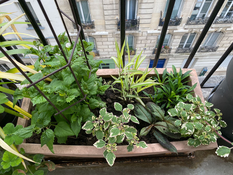 Au printemps sur mon balcon parisien, Paris 19e (75)