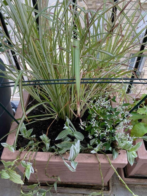 Au printemps sur mon balcon parisien, Paris 19e (75)