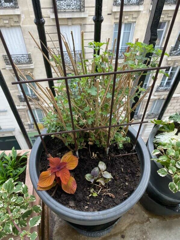 Au printemps sur mon balcon parisien, Paris 19e (75)