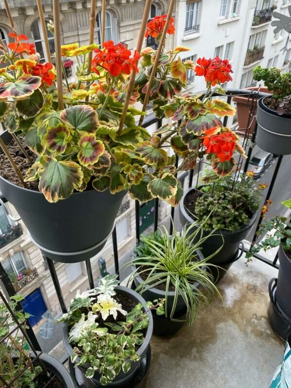 Lire la suite à propos de l’article Plantations presque terminées sur mon balcon parisien