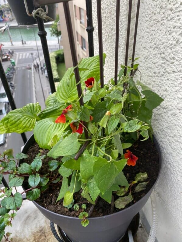 Au printemps sur mon balcon parisien, Paris 19e (75)