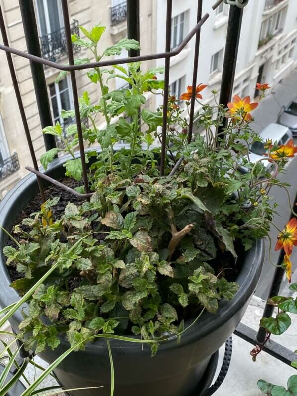 Au printemps sur mon balcon parisien, Paris 19e (75)