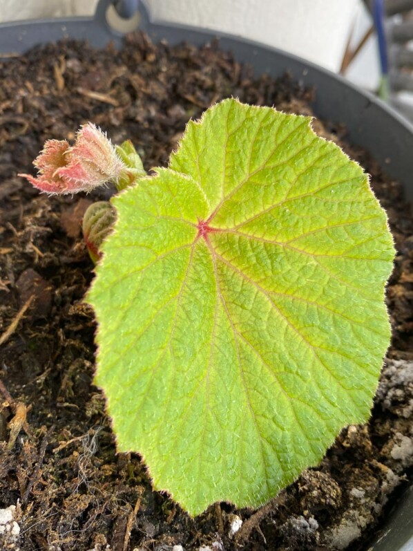 Bégonia 'Torsa' au printemps sur mon balcon parisien, Paris 19e (75)