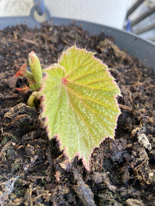 Première feuille du Bégonia 'Torsa' au printemps sur mon balcon parisien, Paris 19e (75)