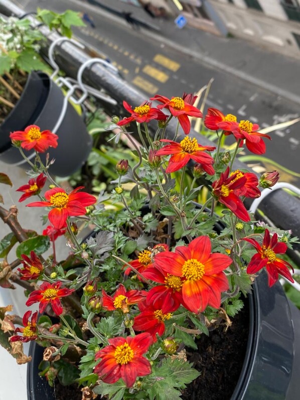 Bidens Spicy 'Dark Red' au printemps sur mon balcon parisien, Paris 19e (75)