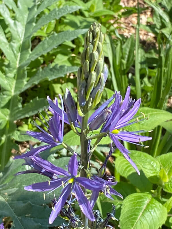 Camassia, fleur, plante bulbeuse, Festival international des jardins, Chaumont-sur-Loire (41)