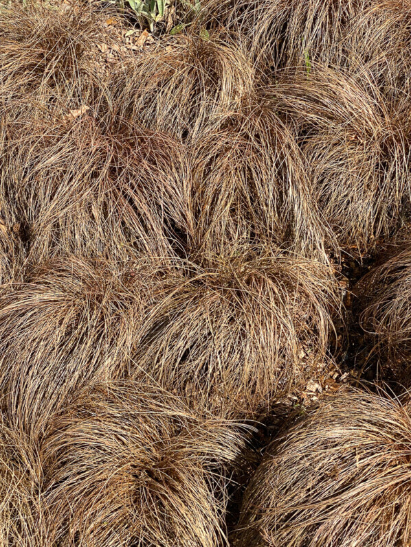 Tapis de laîche, Carex comans 'Bronze form', Festival international des jardins, Chaumont-sur-Loire (41)