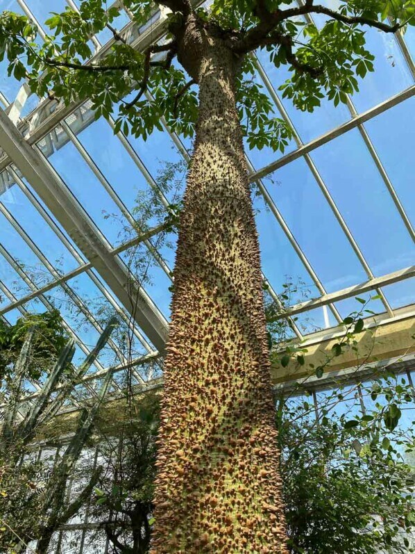 Ceiba insignis, au printemps dans le Jardin botanique de Meise, Belgique