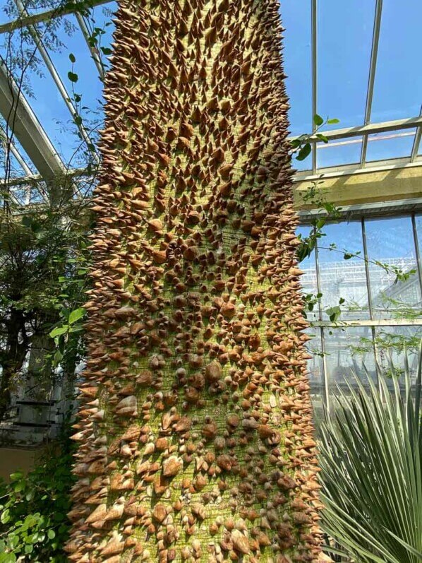 Ceiba insignis, au printemps dans le Jardin botanique de Meise, Belgique