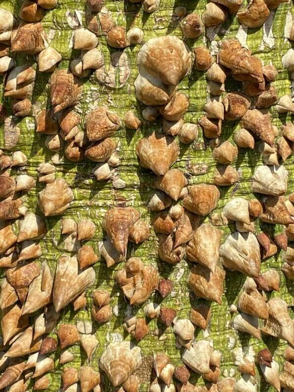 Ceiba insignis, au printemps dans le Jardin botanique de Meise, Belgique