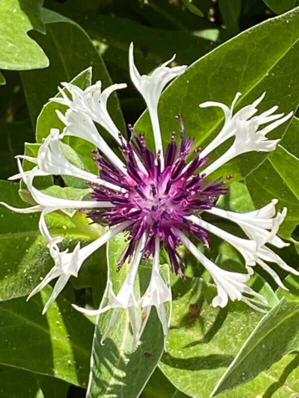 Centaurea montana 'Amethyst in snow', Festival international des jardins, Chaumont-sur-Loire (41)