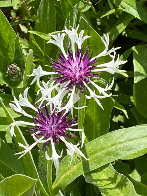 Centaurea montana 'Amethyst in snow', Festival international des jardins, Chaumont-sur-Loire (41)