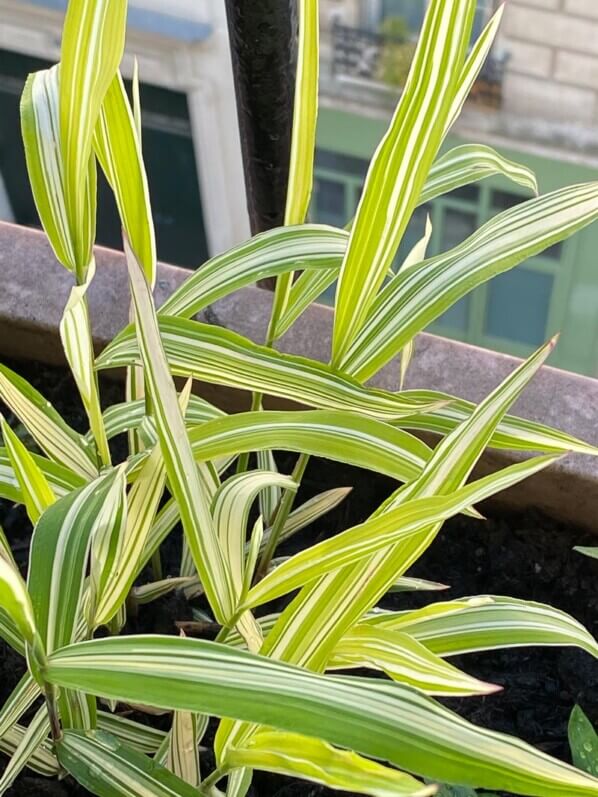 Chasmanthium latifolium ‘River Mist’ au printemps sur mon balcon parisien, Paris 19e (75)