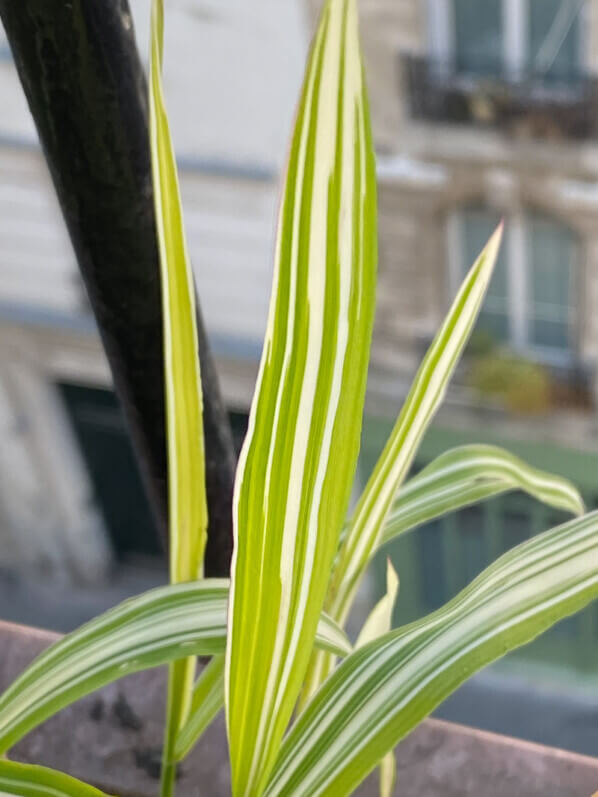 Chasmanthium latifolium ‘River Mist’ au printemps sur mon balcon parisien, Paris 19e (75)