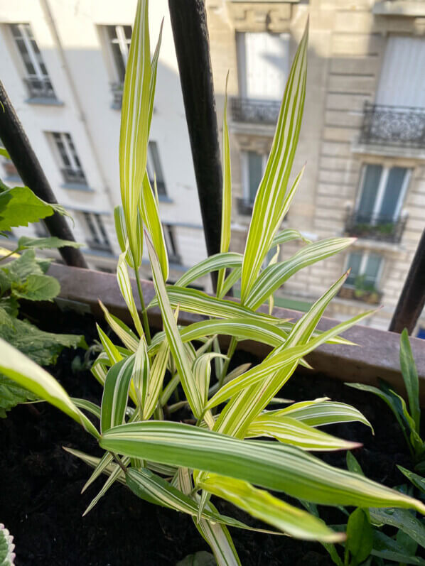 Chasmanthium latifolium ‘River Mist’ au printemps sur mon balcon parisien, Paris 19e (75)