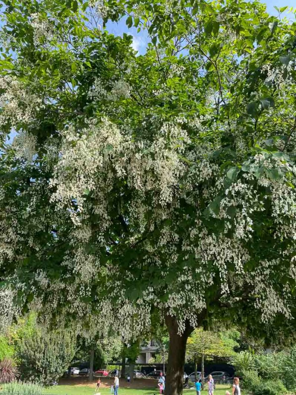 Cladastris kentukea, arbre, fleurs, avenue Foche, Paris 16e (75)