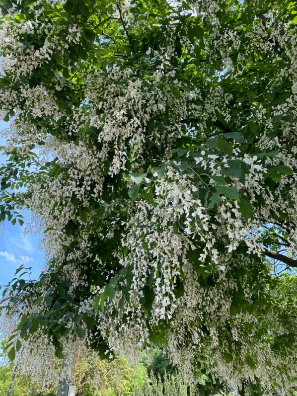 Cladastris kentukea, arbre, fleurs, avenue Foche, Paris 16e (75)