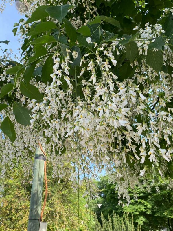 Cladastris kentukea, arbre, fleurs, avenue Foche, Paris 16e (75)