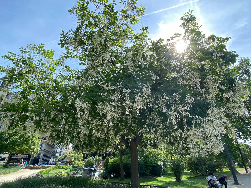 Cladastris kentukea, arbre, fleurs, avenue Foche, Paris 16e (75)