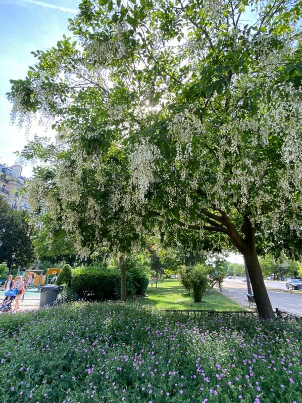 Cladastris kentukea, arbre, fleurs, avenue Foche, Paris 16e (75)