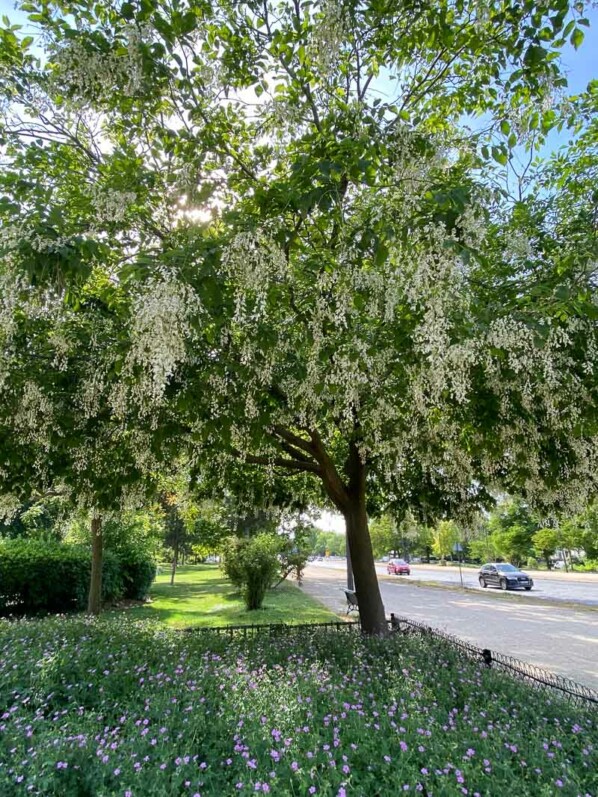 Cladastris kentukea, arbre, fleurs, avenue Foche, Paris 16e (75)