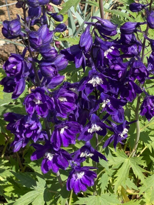 Delphinium hybride, fleur, plante vivace, Festival international des jardins, Chaumont-sur-Loire (41)