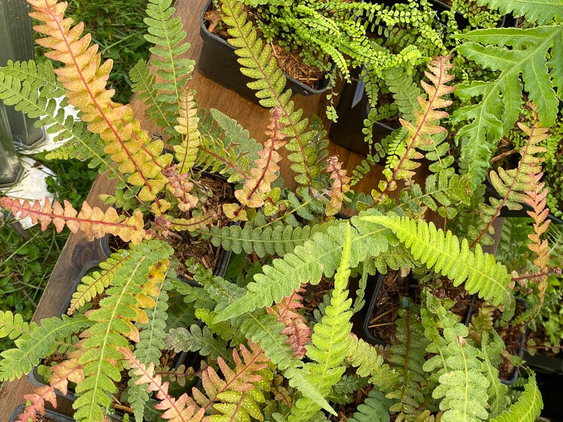 Doodia media, fougère, Journées des Plantes de Chantilly,, Domaine de Chantilly, Chantilly (60)