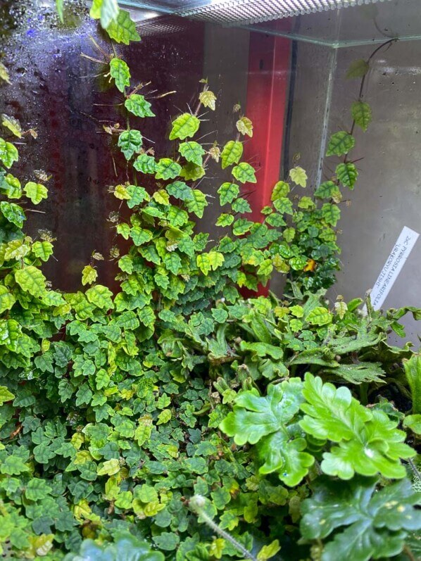 Ficus quercifolia, plante d'intérieur, terrarium, Paris 19e (75)