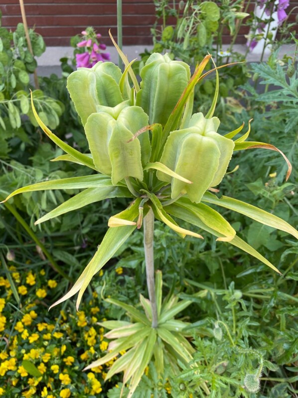 Fruits et graines de couronne impériale, fritillaire, Fritillaria impériales, École du Breuil, Paris 12e (75)