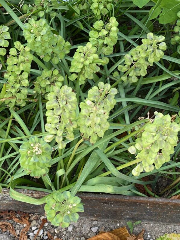 Fruits et graines de muscari, École du Breuil, Paris 12e (75)